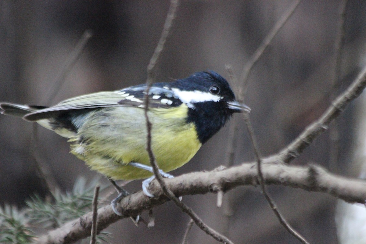 Yellow-bellied Tit - Kevin Cheng