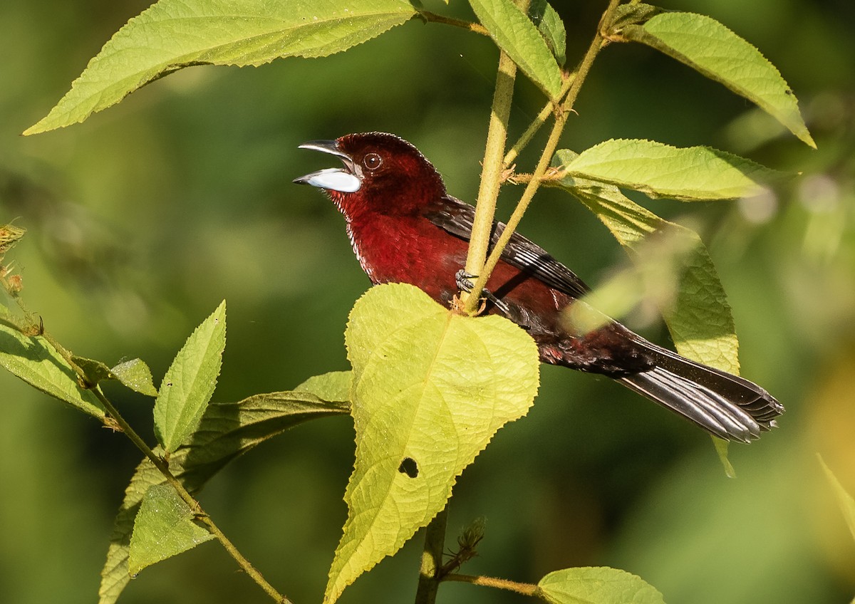 Silver-beaked Tanager - ML110844061