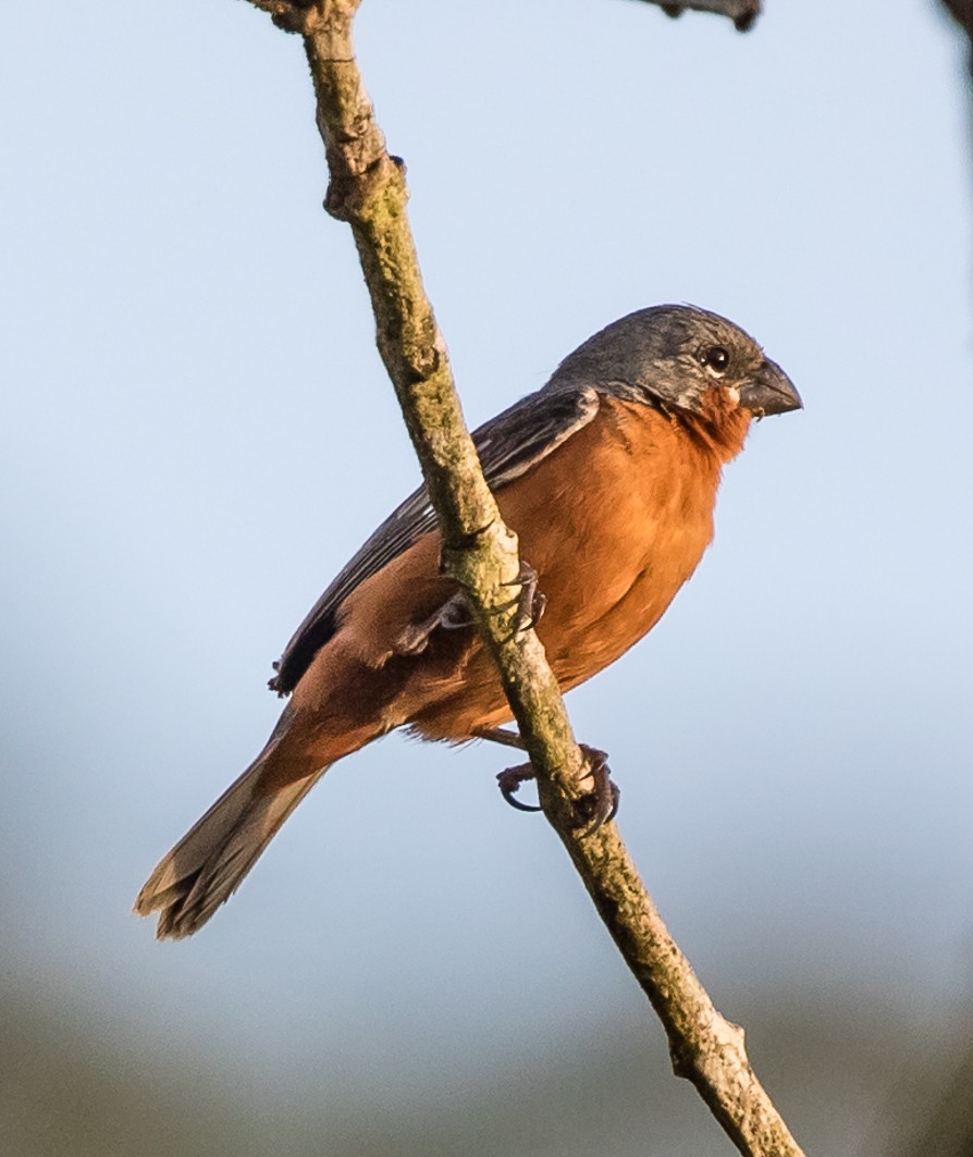 Ruddy-breasted Seedeater - ML110844311