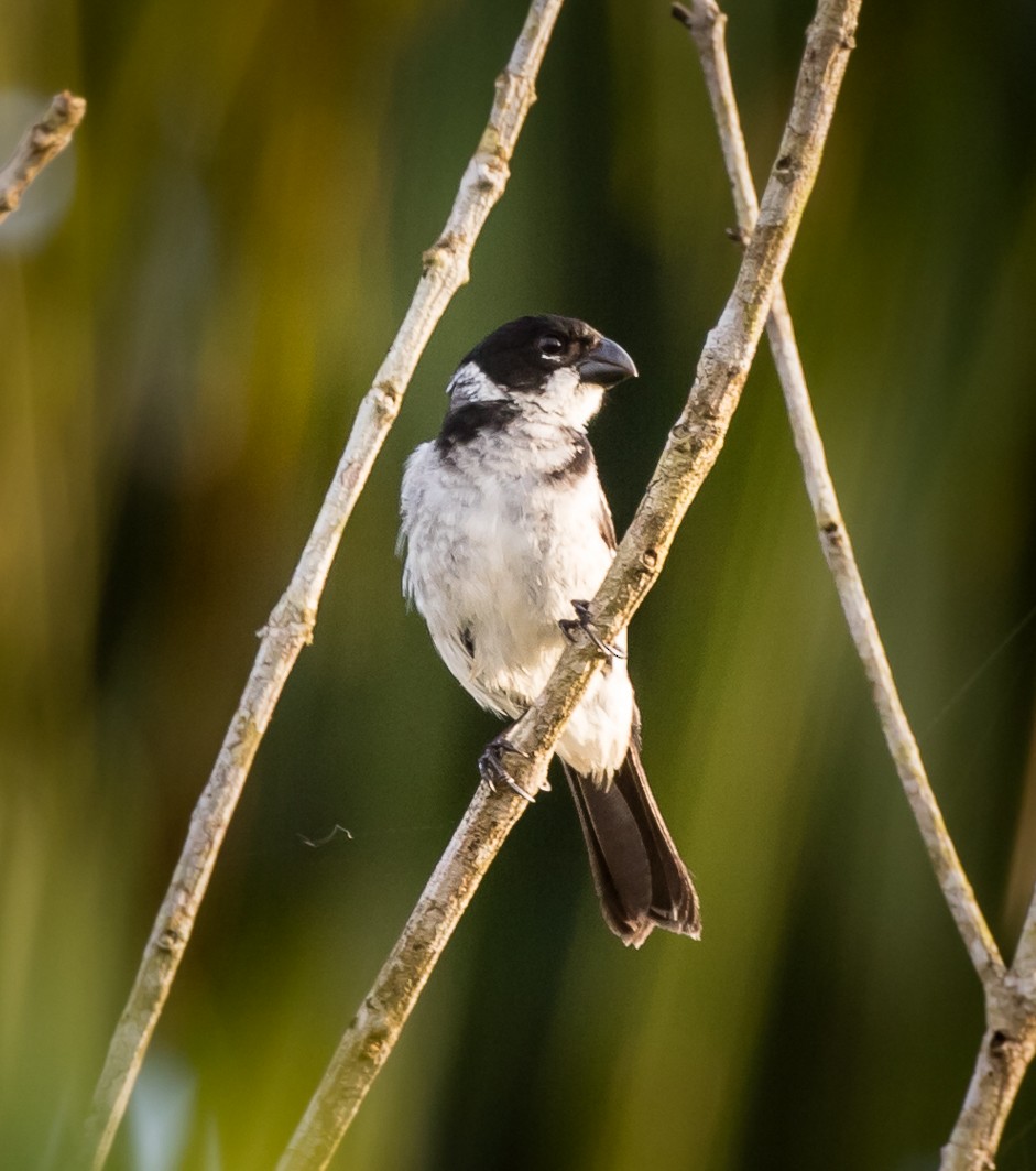 Wing-barred Seedeater - ML110844481