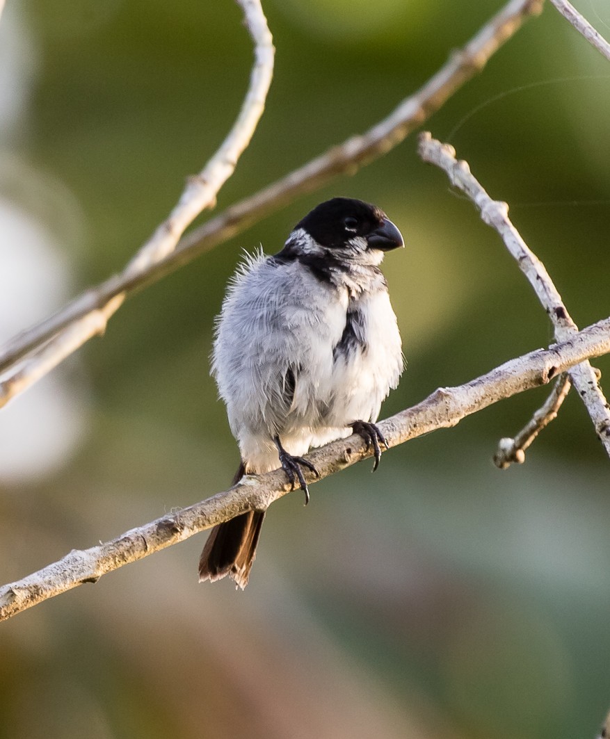 Wing-barred Seedeater - ML110844491