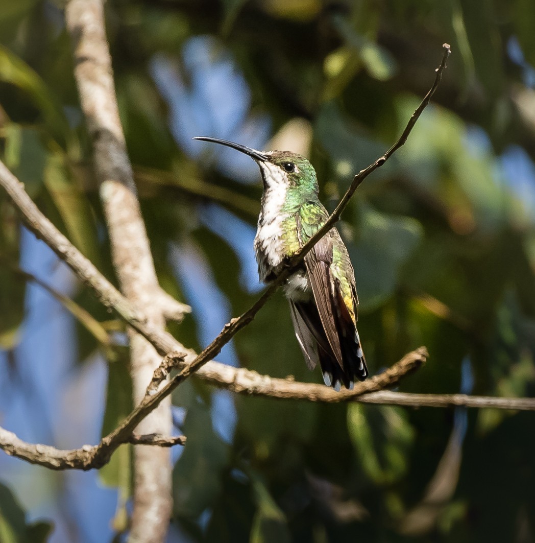 kolibřík zelenohrdlý - ML110844731