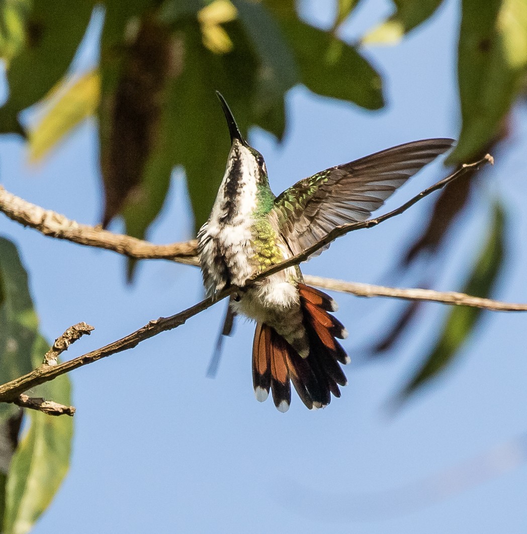 kolibřík zelenohrdlý - ML110844741