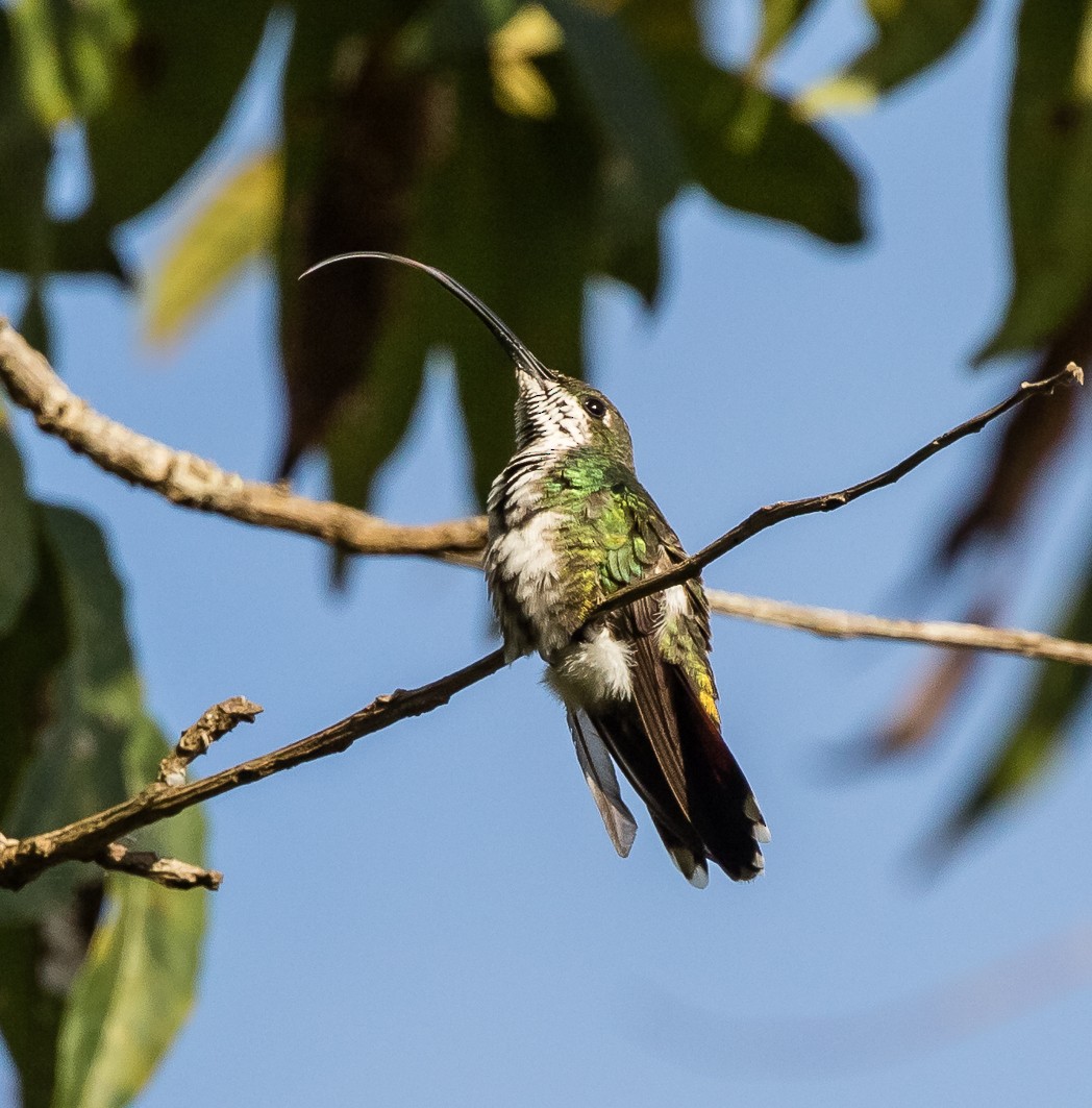 kolibřík zelenohrdlý - ML110844771