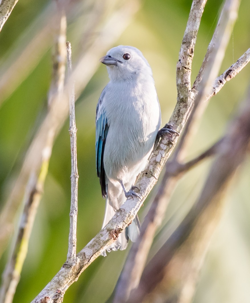 Blue-gray Tanager - ML110845181