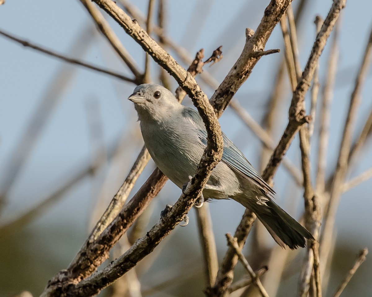 Blue-gray Tanager - ML110845191