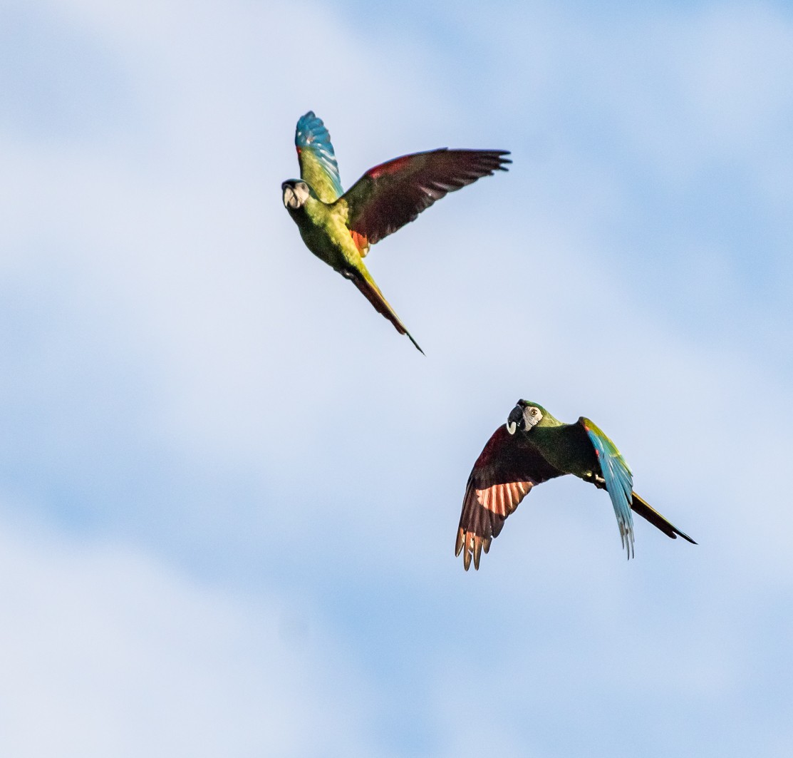 Red-bellied Macaw - ML110846491