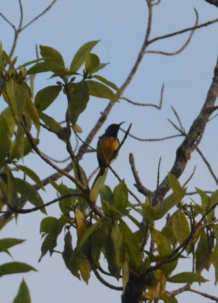 Apricot-breasted Sunbird - Ari Noviyono