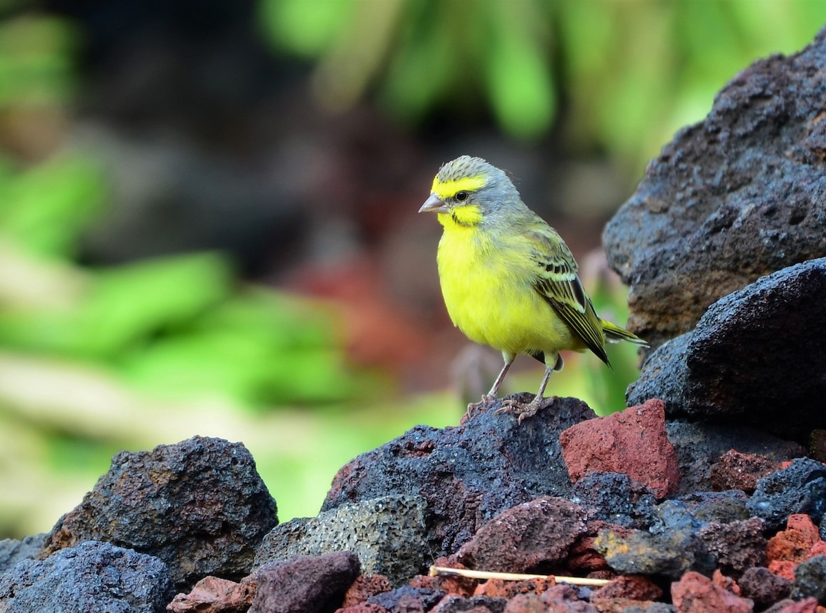 Yellow-fronted Canary - Bill Brynteson