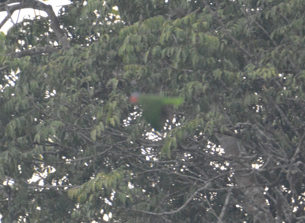 Red-cheeked Parrot - ML110852091