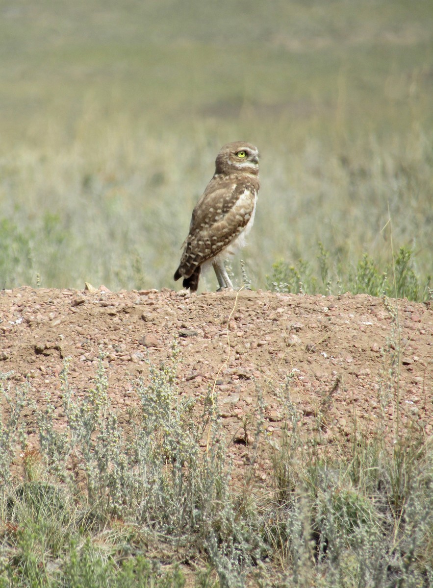 Burrowing Owl - ML110854541