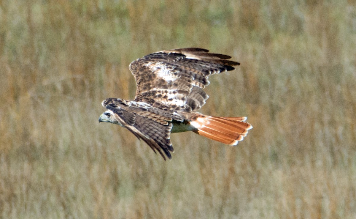 Red-tailed Hawk - ML110859501