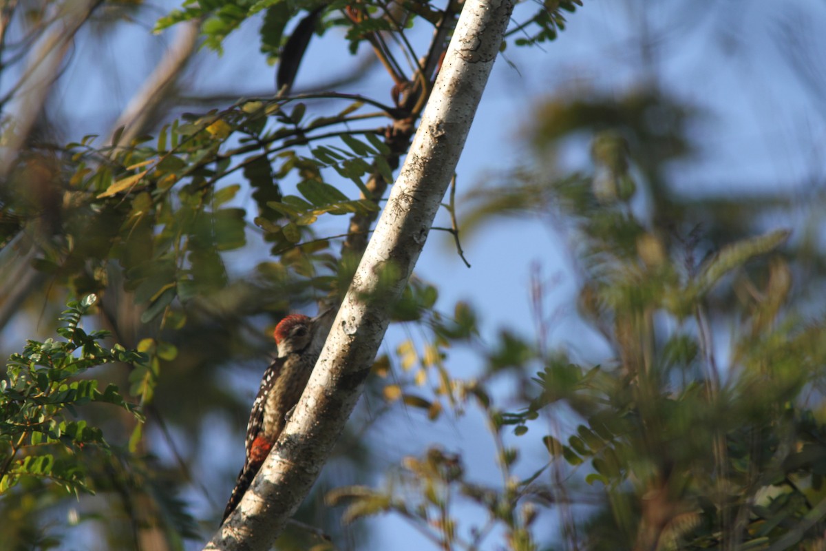 Freckle-breasted Woodpecker - ML110860121