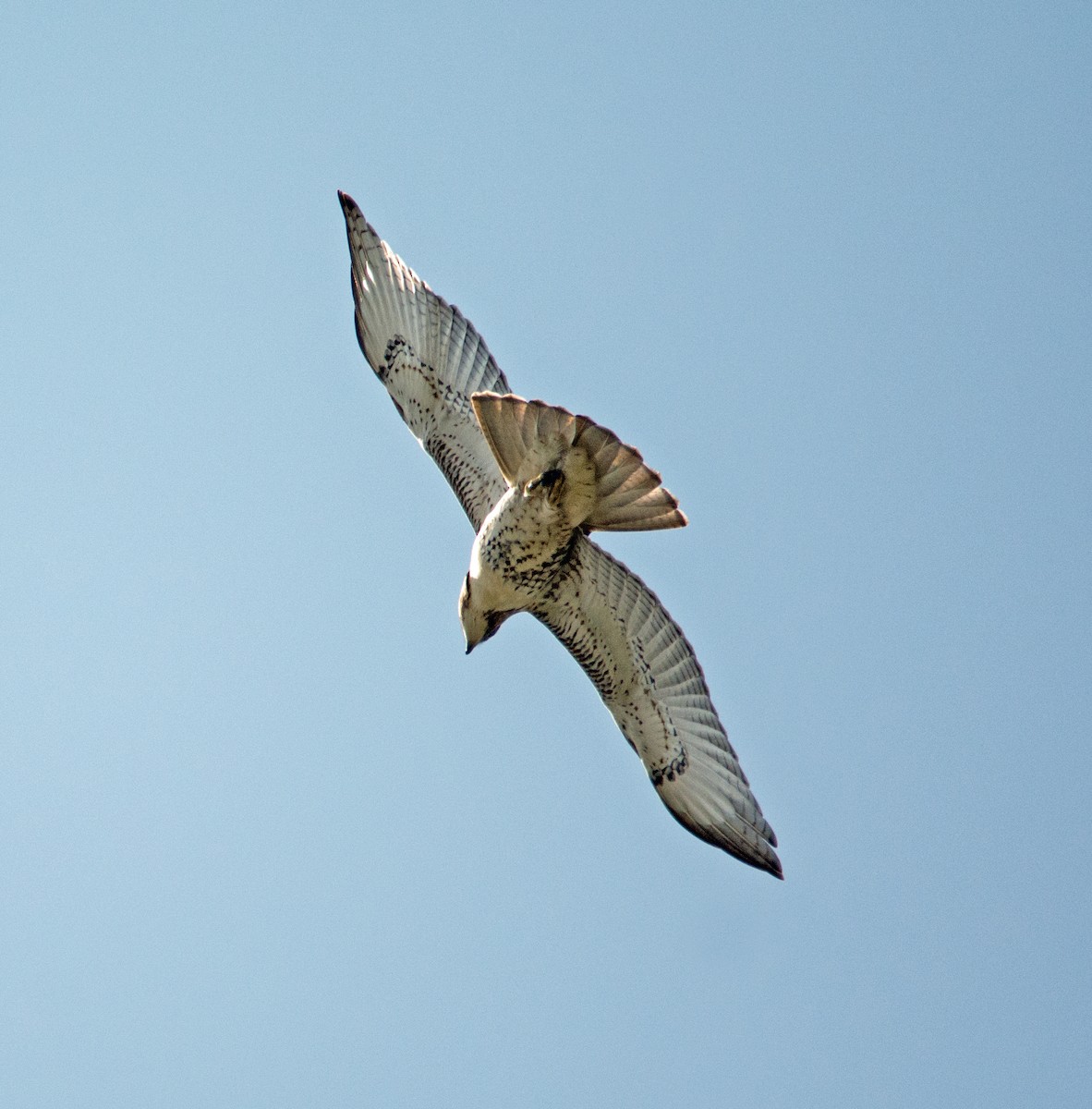 Red-tailed Hawk - ML110860521