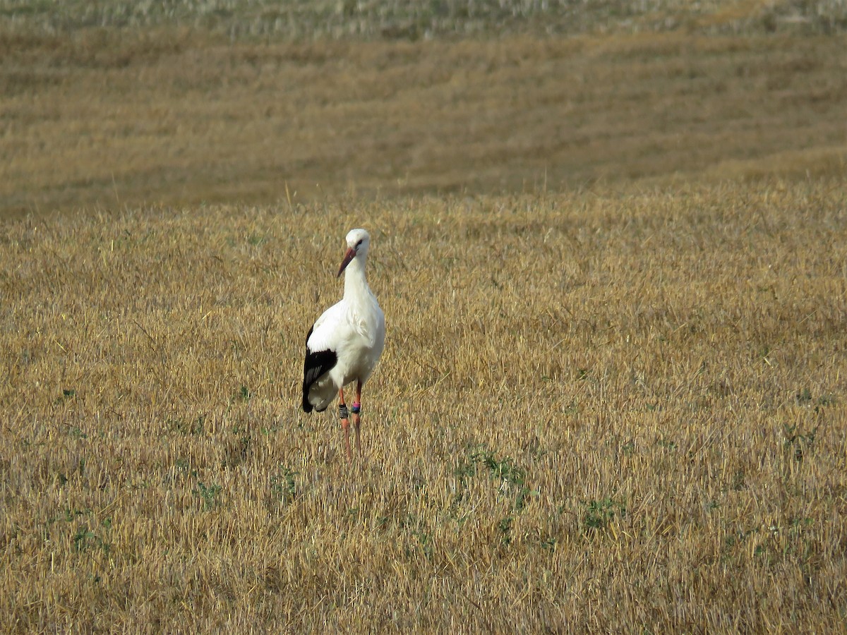 White Stork - ML110860821