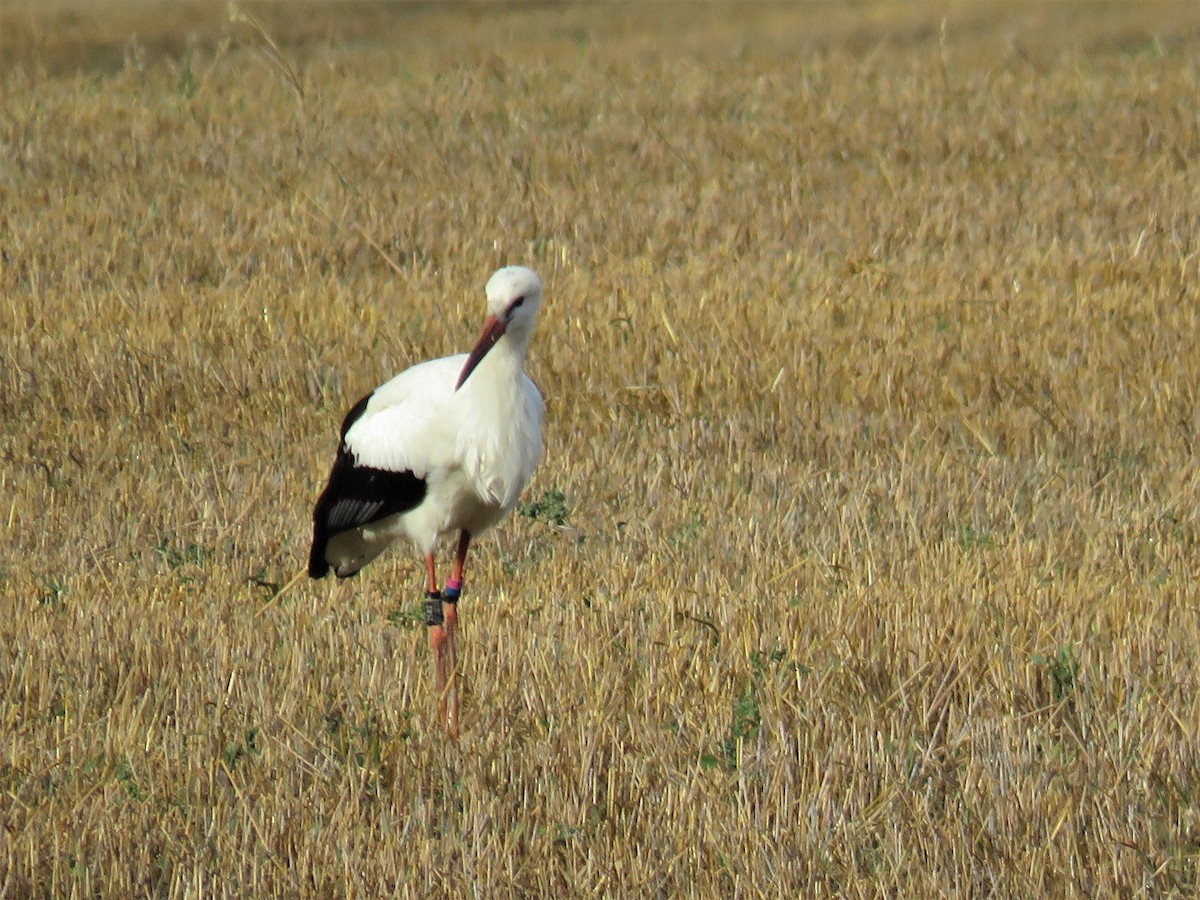 White Stork - ML110860901