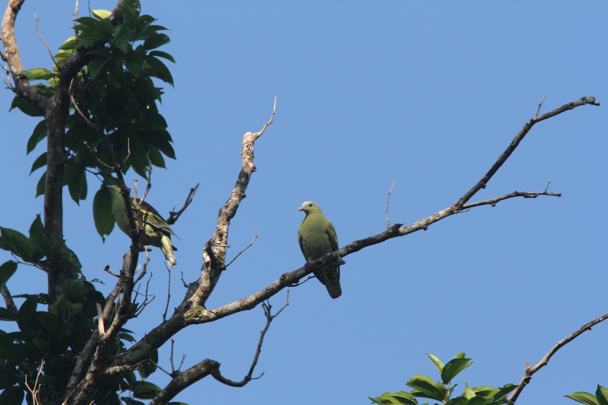 Andaman Green-Pigeon - ML110861421