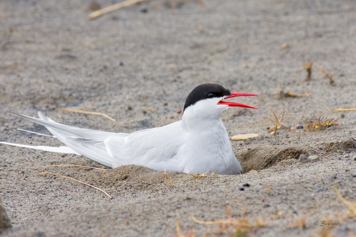 Arctic Tern - Shailesh Pinto