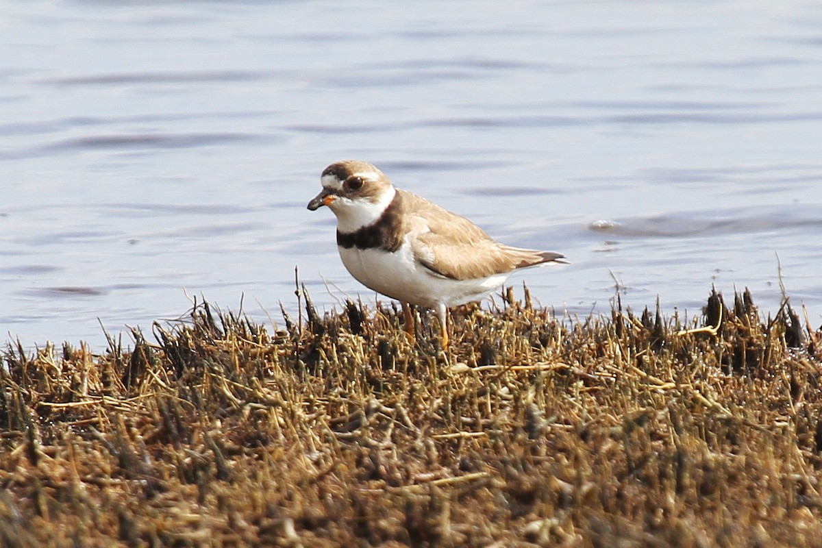 Semipalmated Plover - ML110864301