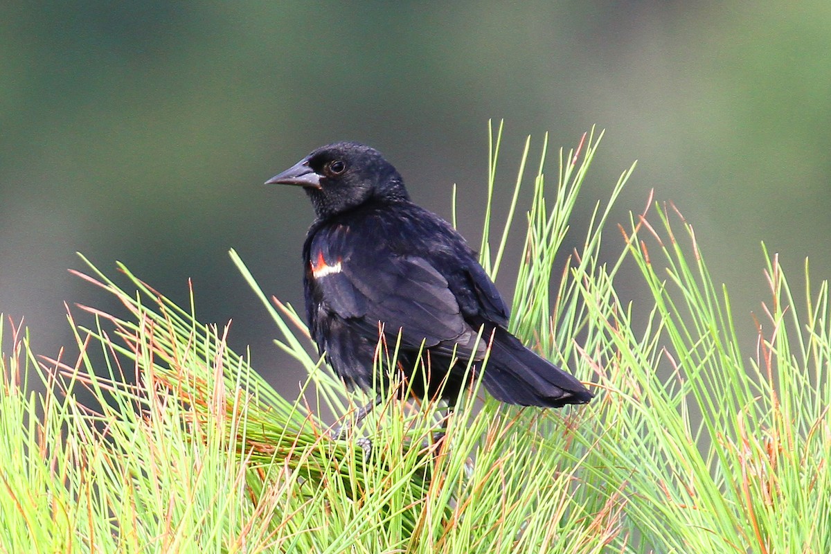 Red-winged Blackbird - Hannah Tripp