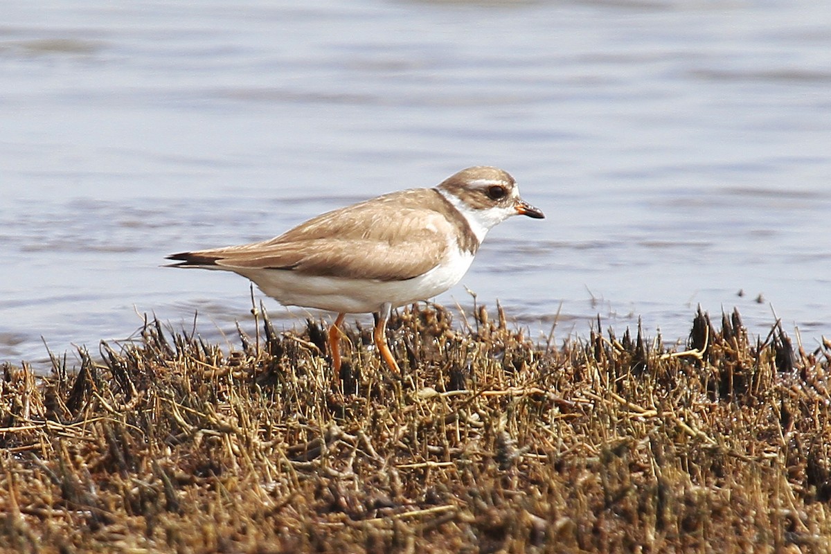 Semipalmated Plover - ML110865471