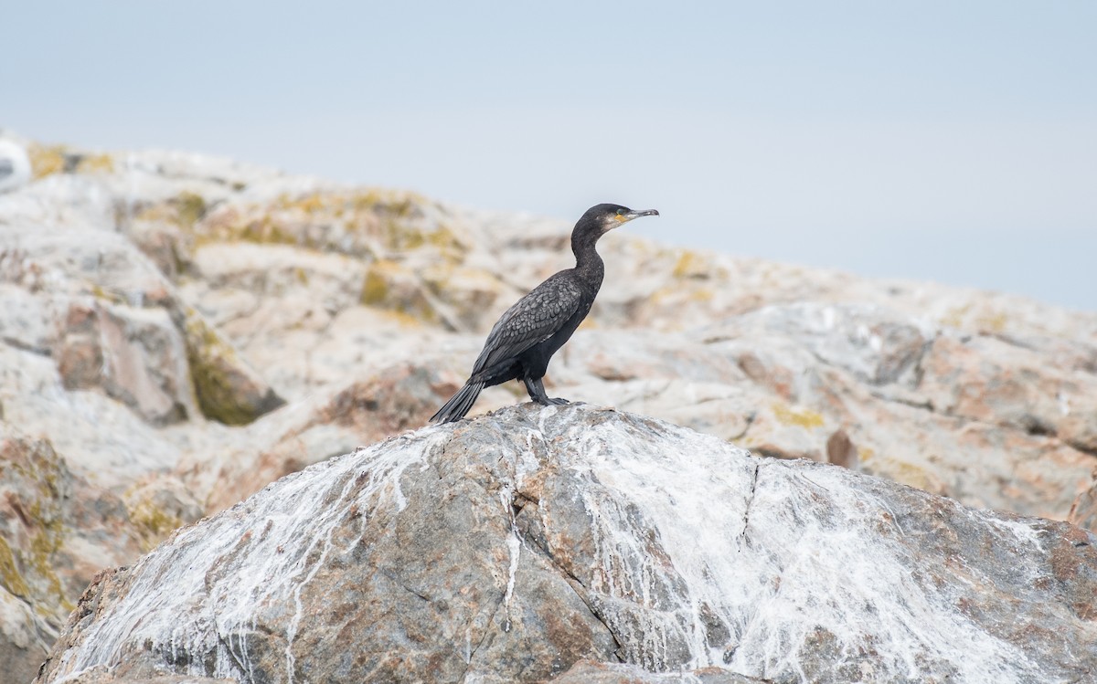 Great Cormorant - Simon Boivin