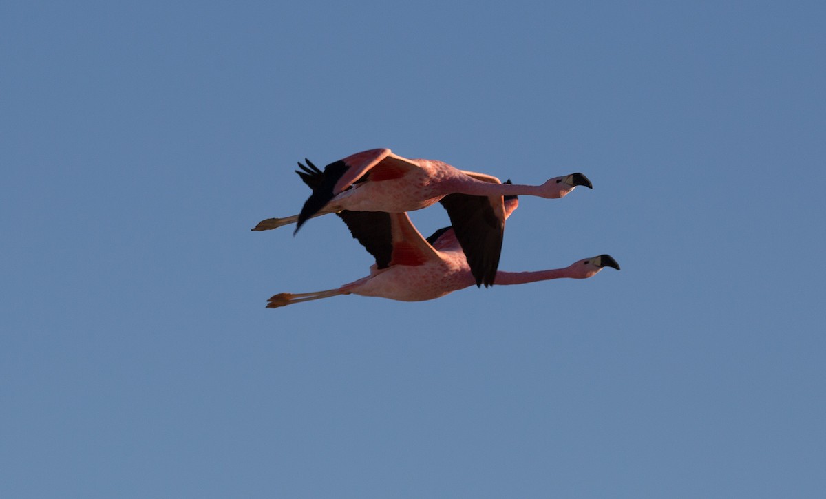 Andean Flamingo - Santiago Imberti