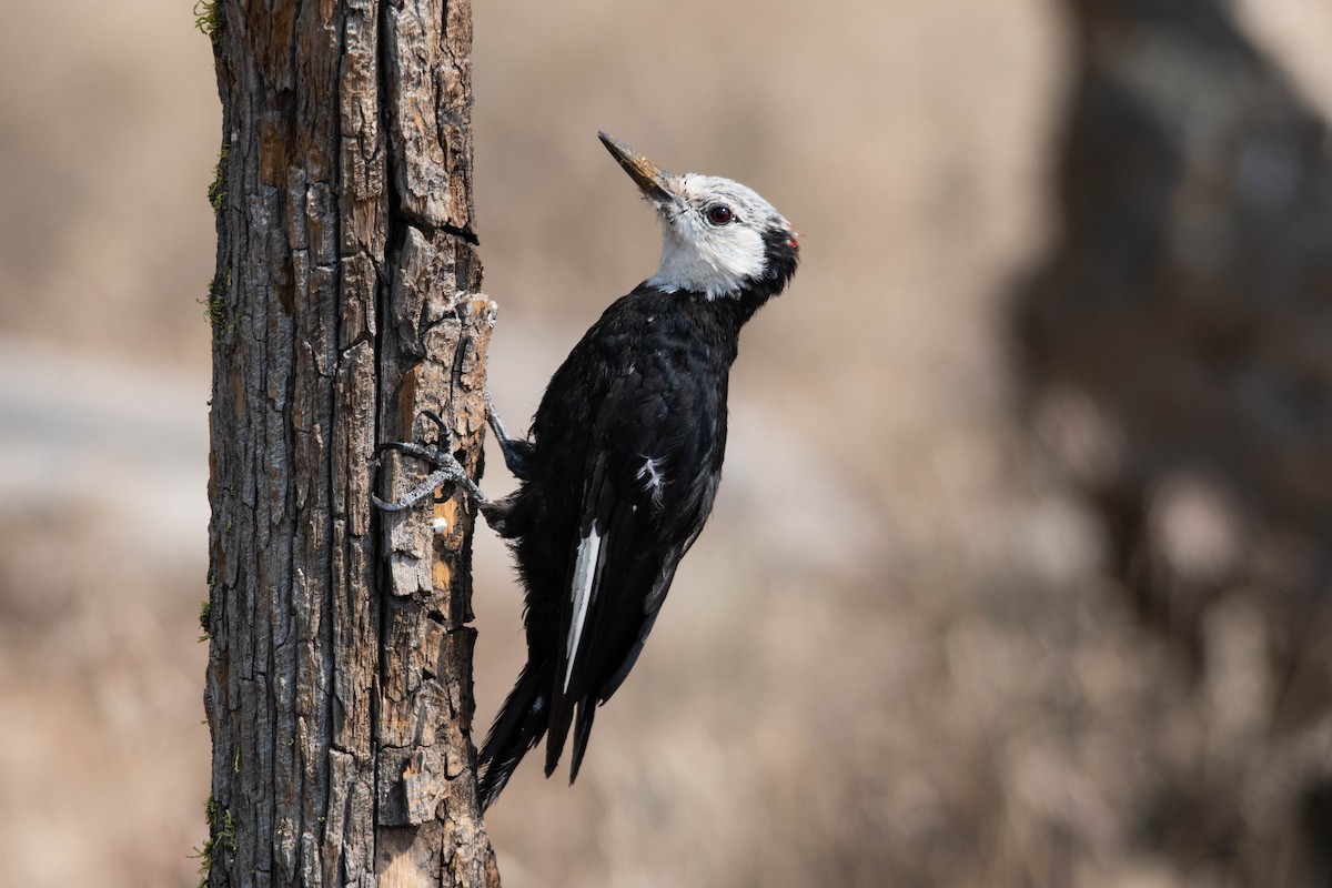 White-headed Woodpecker - Philip Robinson