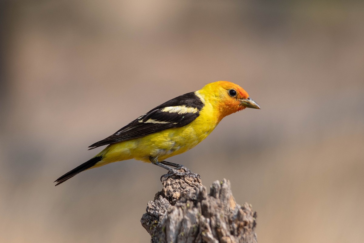 Western Tanager - ML110876271