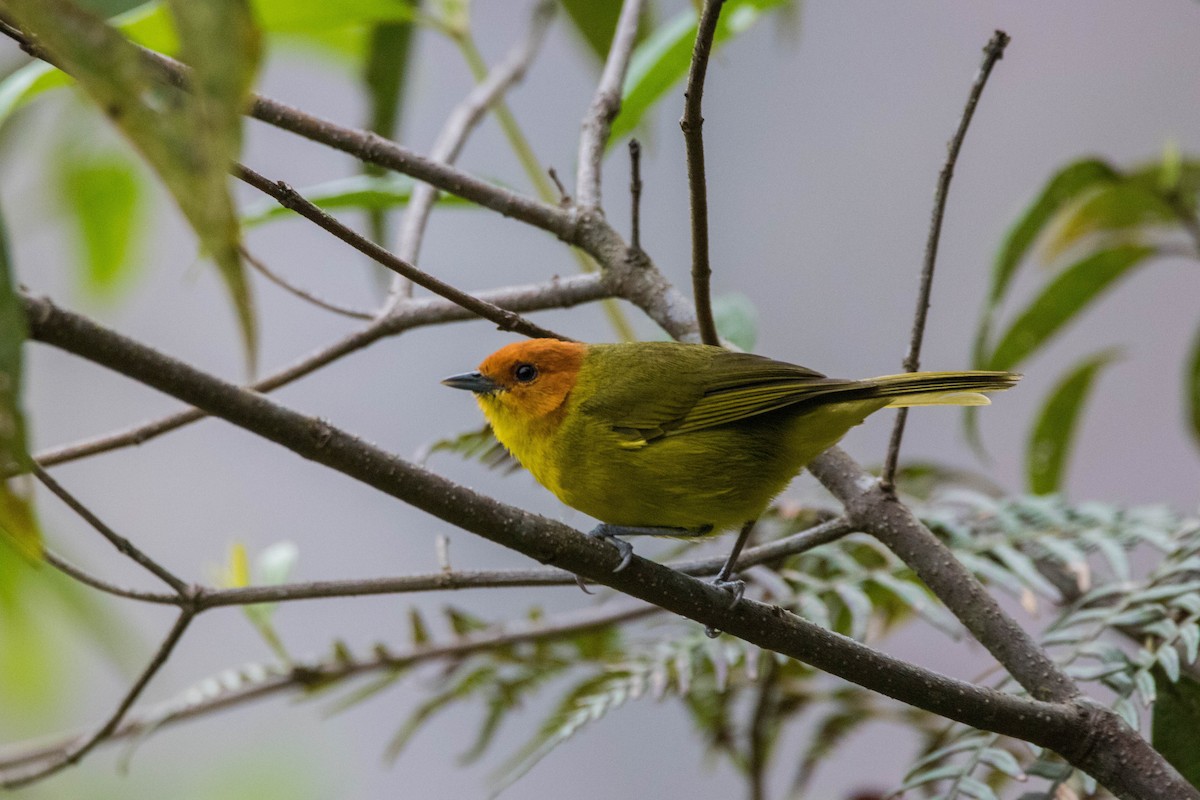 Rust-and-yellow Tanager - Craig Evans