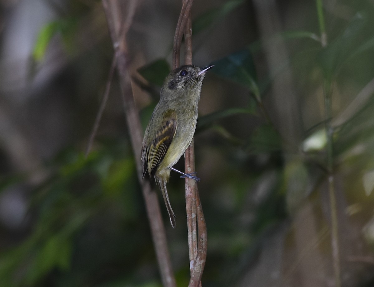 Sepia-capped Flycatcher - ML110877781