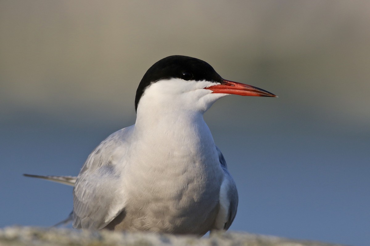Common Tern - Simon Mitchell