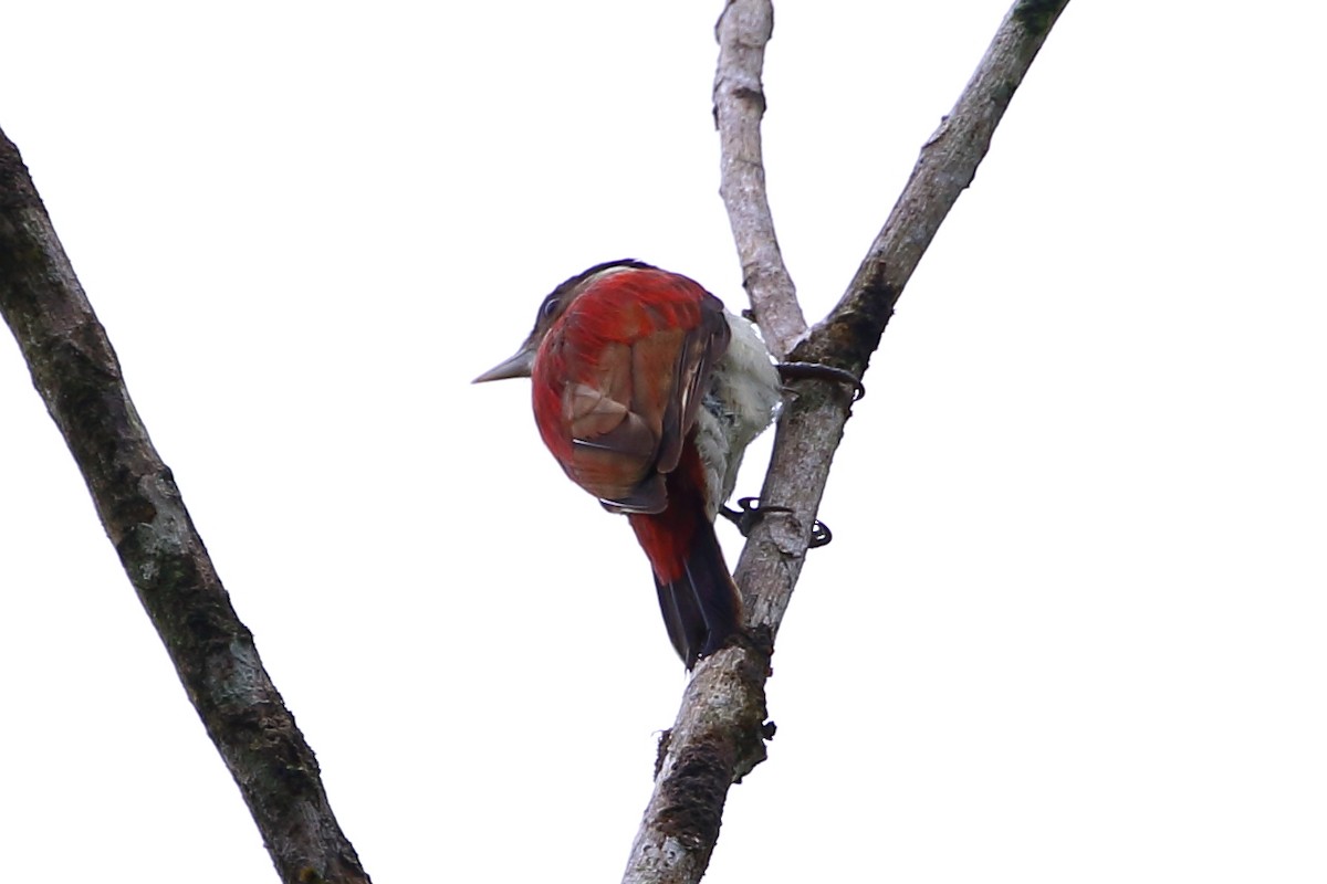 Scarlet-backed Woodpecker - David Bird