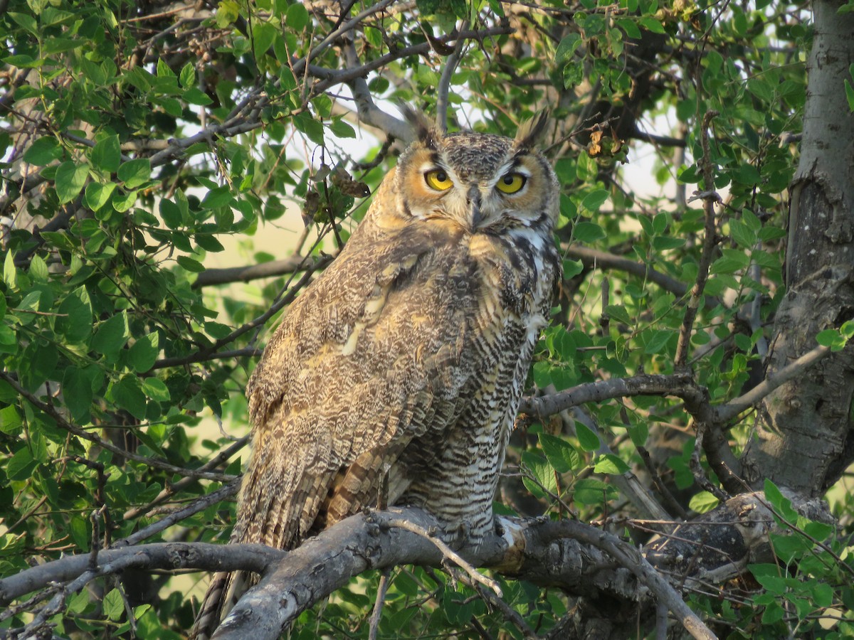 Great Horned Owl - Jim Crites