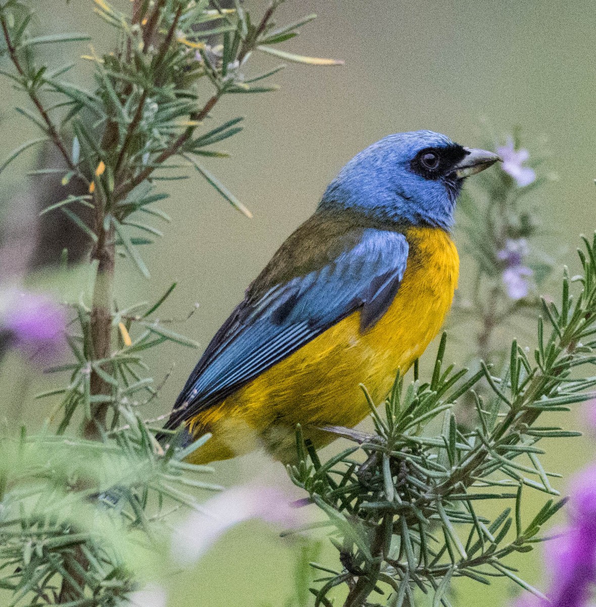 Blue-and-yellow Tanager - Craig Evans
