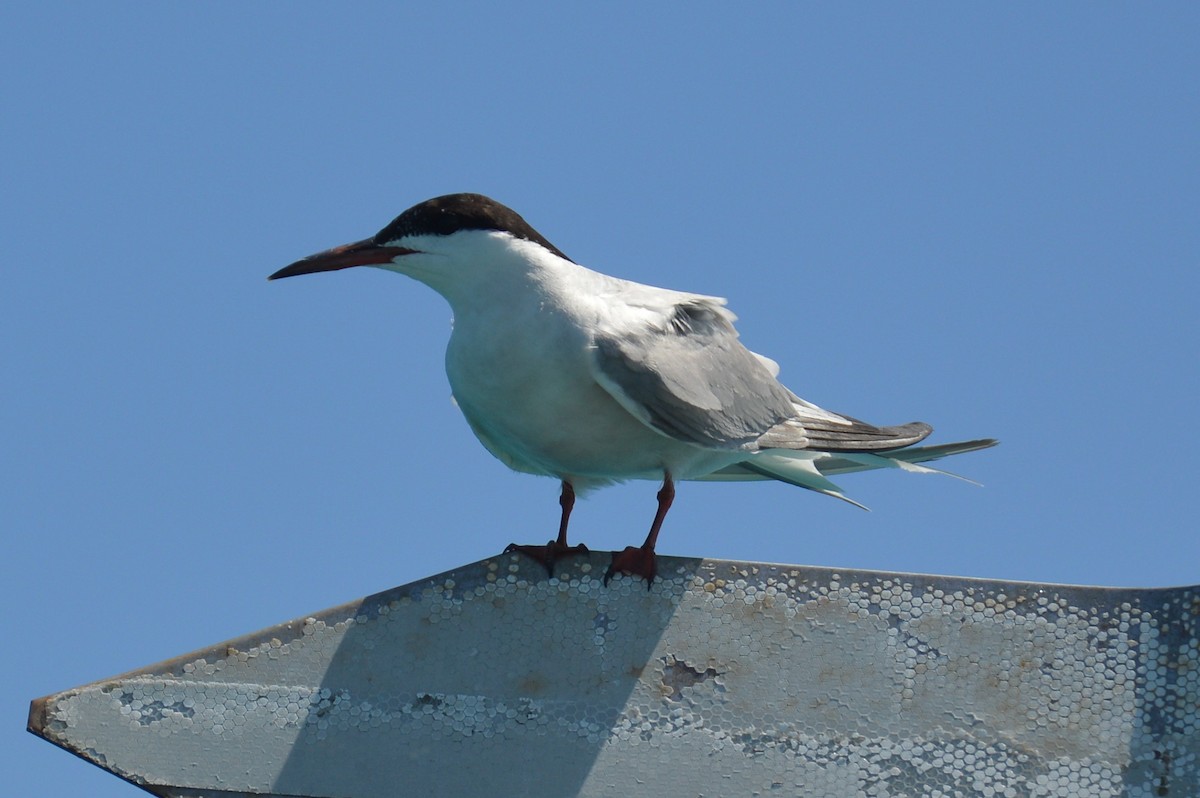 Common Tern - ML110881491