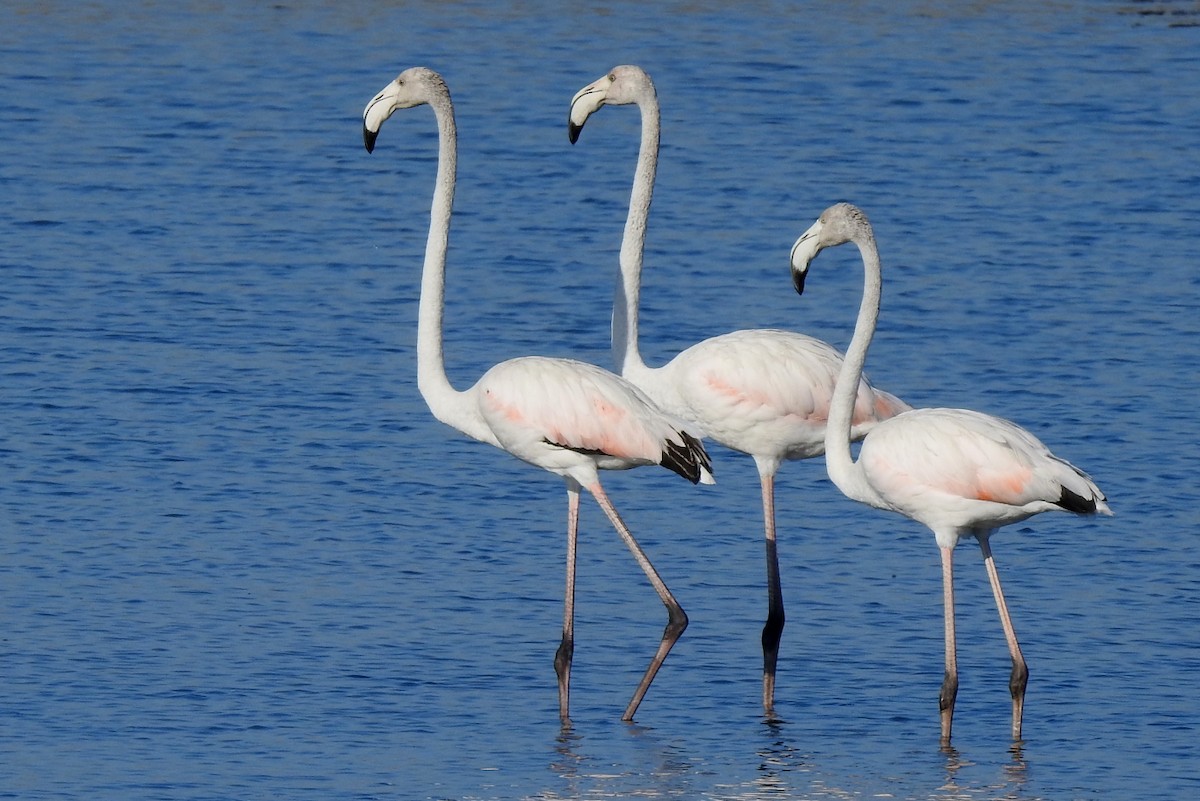 Greater Flamingo - Pedro Moreira