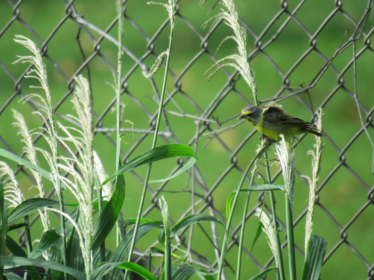 Yellow-fronted Canary - Mary Trombley