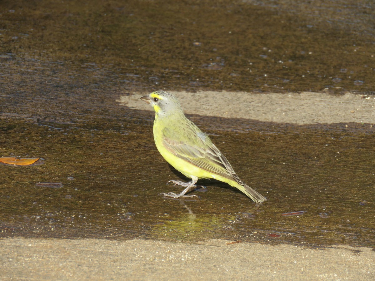 Yellow-fronted Canary - Mary Trombley