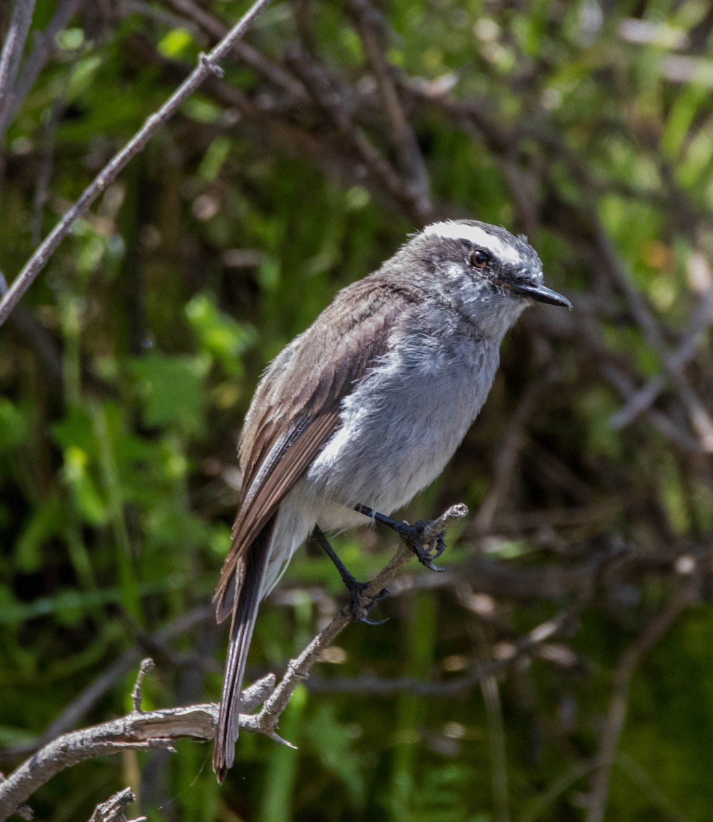 White-browed Chat-Tyrant - Craig Evans