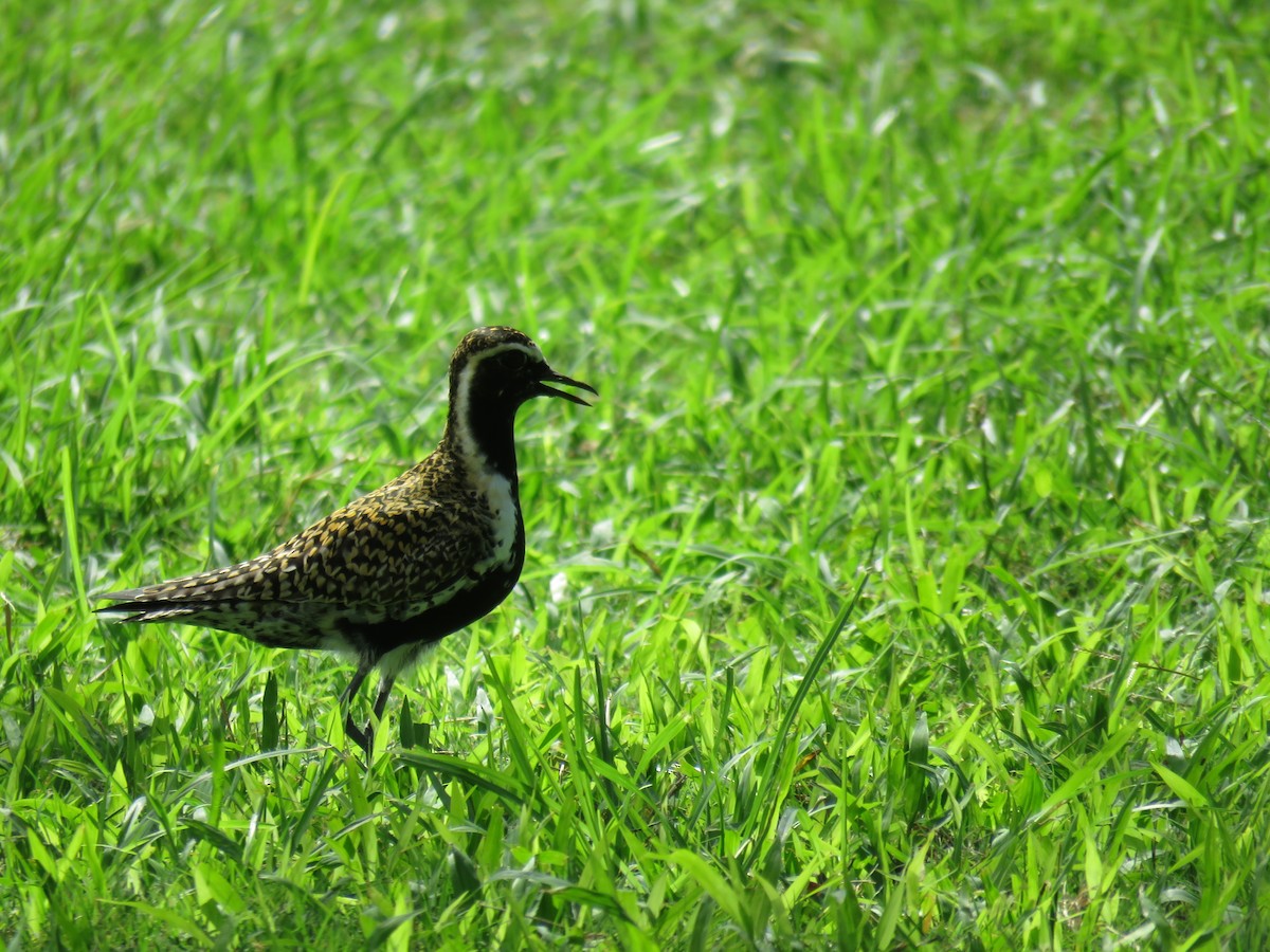 Pacific Golden-Plover - Mary Trombley