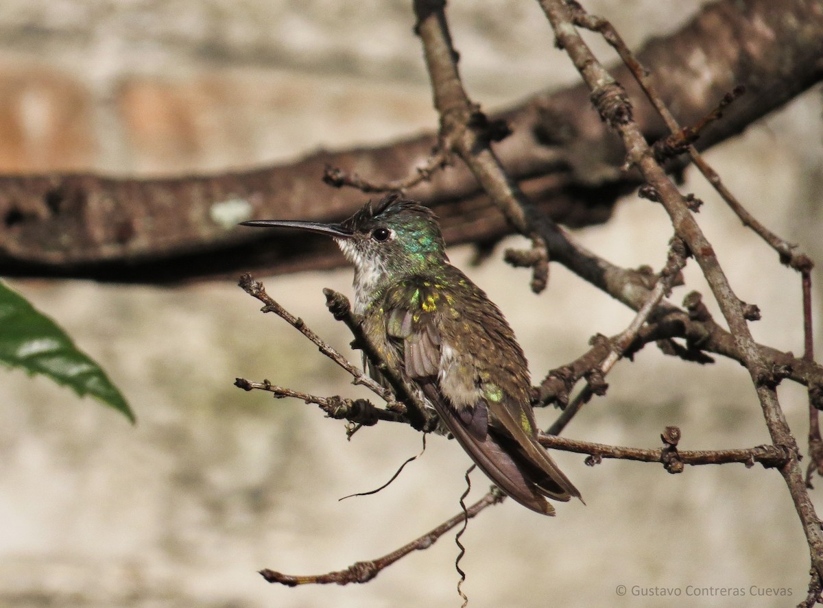 Azure-crowned Hummingbird - Gustavo Contreras Cuevas