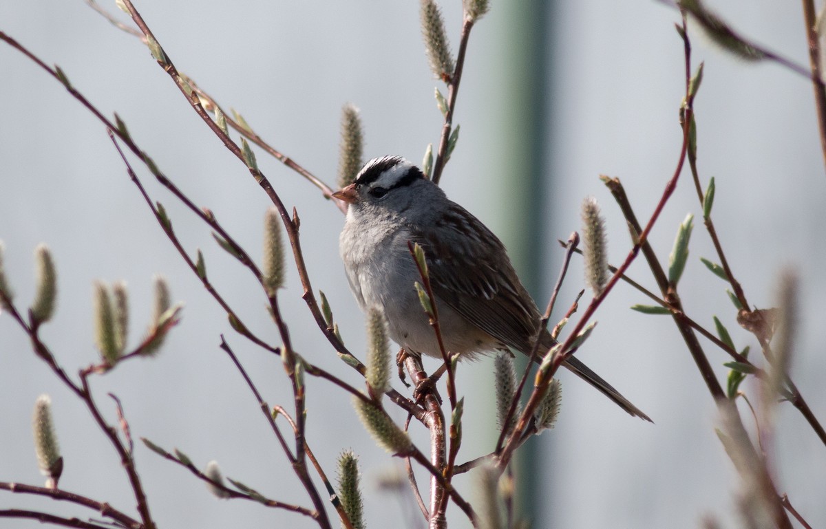White-crowned Sparrow - ML110889551