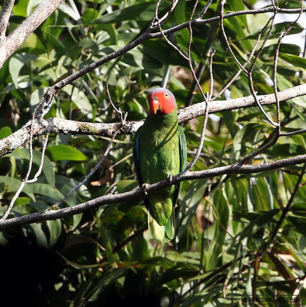 Red-cheeked Parrot - ML110890761