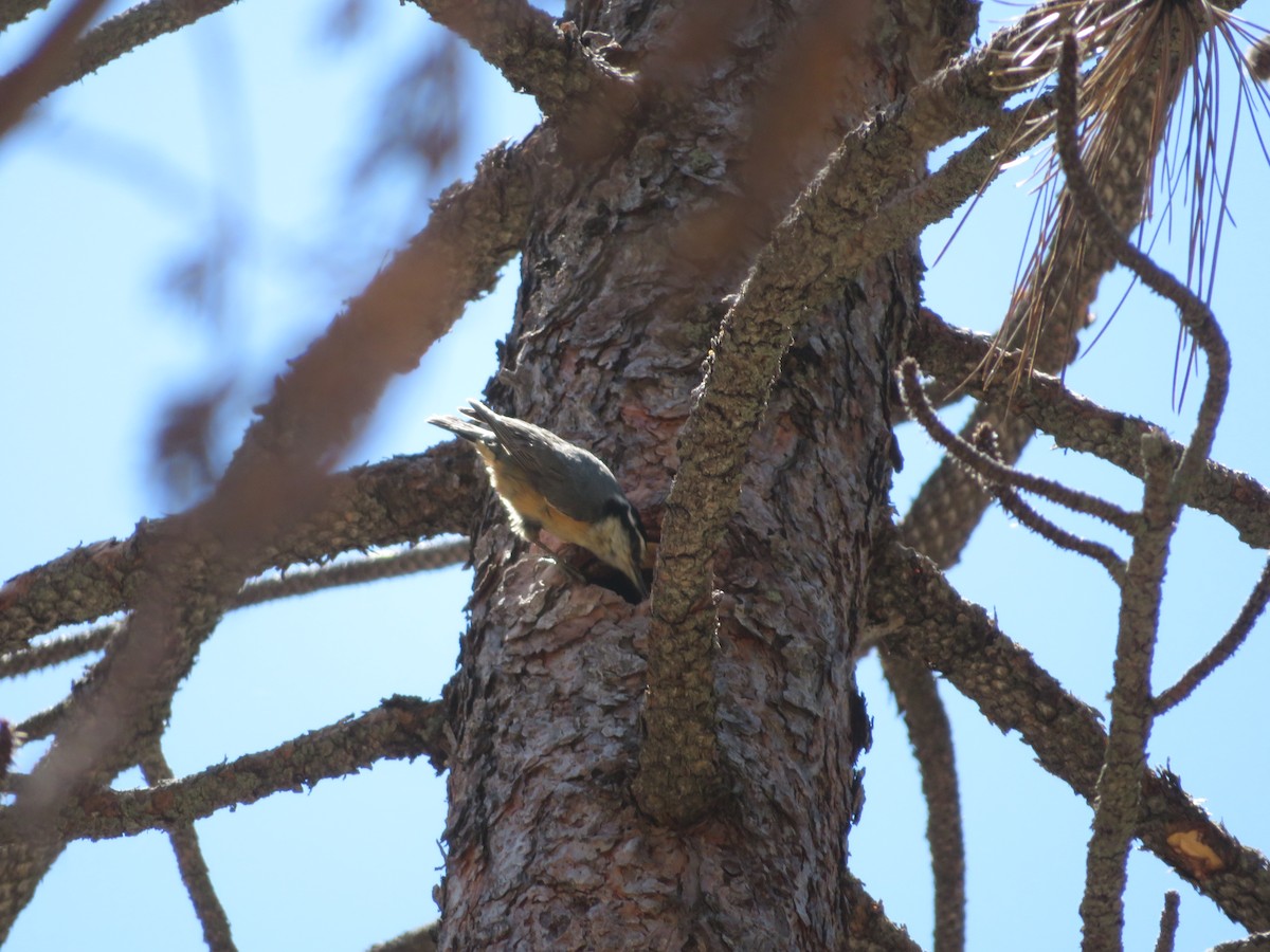 Red-breasted Nuthatch - ML110894011