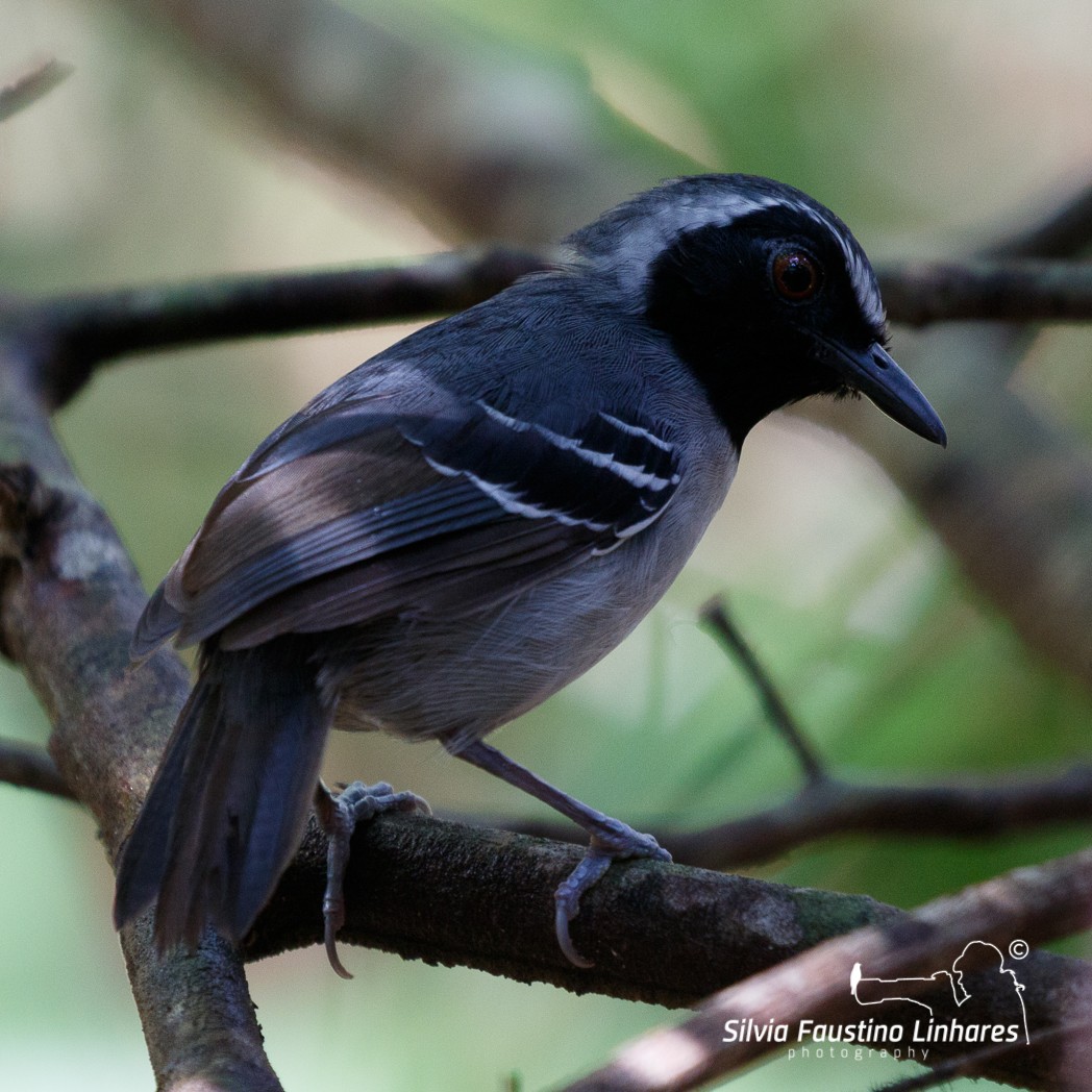 Black-faced Antbird - ML110896471