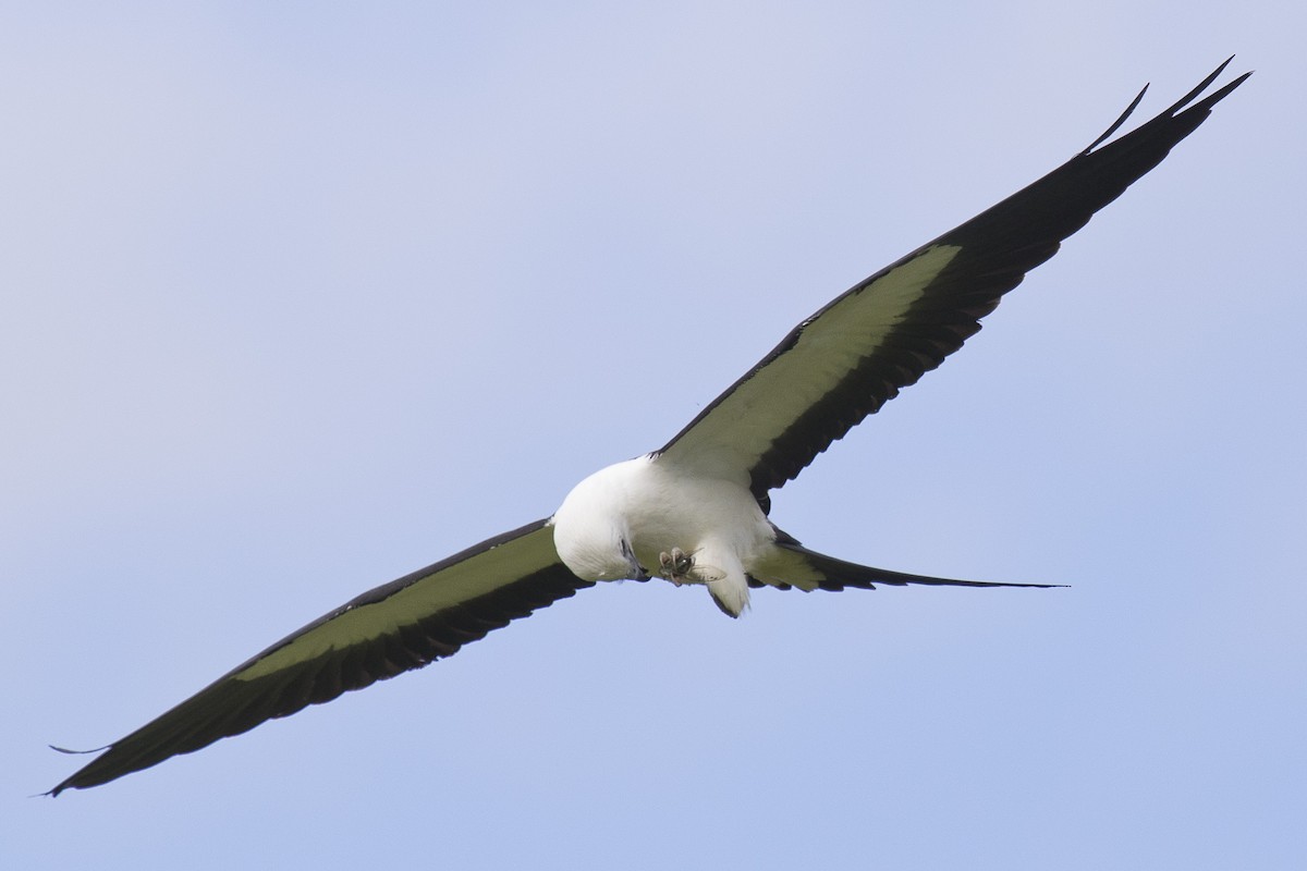 Swallow-tailed Kite - David Boltz