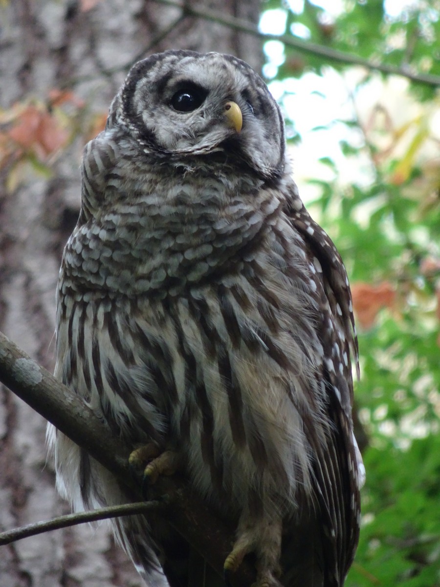 Barred Owl - Jocie Brooks