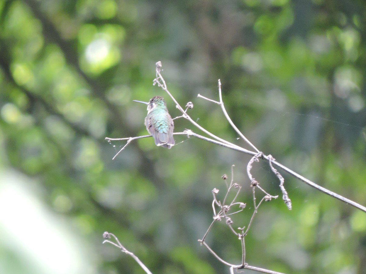 kolibřík skvostný - ML110909031