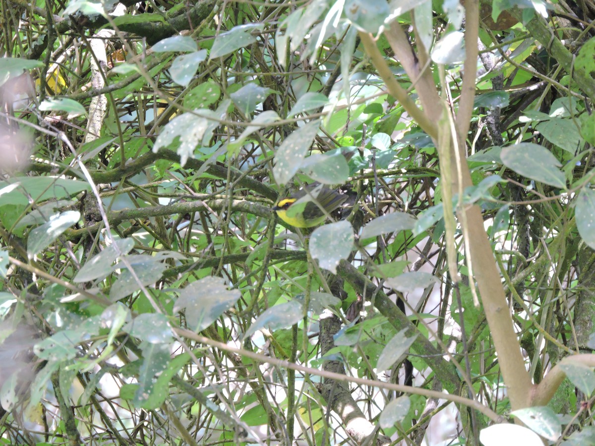 Golden-browed Warbler - Nicola Cendron